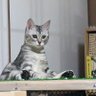 渕脇健司 profil fotoğrafı