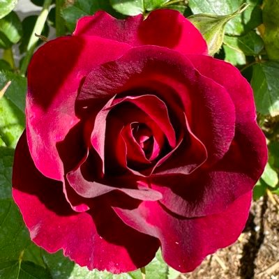 Makinggardens's profile picture
