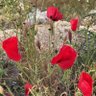 الشمال⬆️'s profile picture