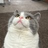 福きたる profil fotoğrafı