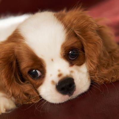 🐶 ฮาร์ททึโฮ่งโฮ่ง 🐾's profile picture