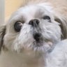 ゆずこしょう🐶消費税インボイス廃止!'s profile picture