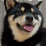もこふわ黒柴の黎くん 的头像