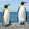 Twin pinguins 的头像
