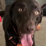 crazy dog 的头像