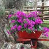 Фото профиля Clemencia Camargo Ch