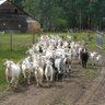 @thegoatstore's profile picture
