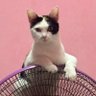 wari (อ่านว่า วะ-ริ) profil fotoğrafı