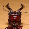 Фото профиля へら〜りすてたろっか2