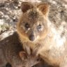 Profilbild von lovely _quokka1206