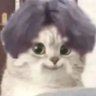 梅狸猫's profile picture