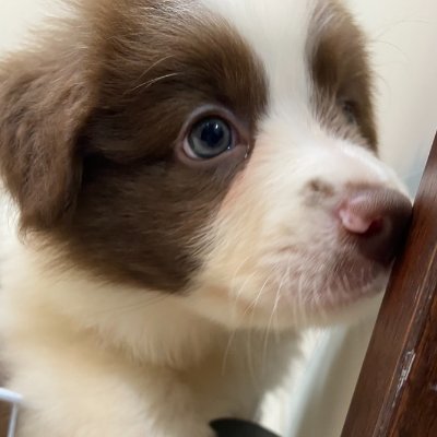 一個晴天🐕☀️Sunny【鈴蘭跟瑪麗的狗】's profile picture