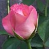 Фото профиля althoeny