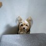 Фото профиля 犬の日々