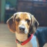 carldog profil fotoğrafı