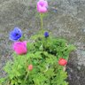 anemone 的头像
