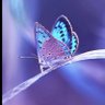 فراشه🦋 的头像