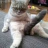 MagnumOpus's profile picture