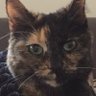 Фото профиля whynou 🐈‍⬛ 🐈‍⬛ 🐈‍⬛