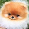 co(c)kehead's profile picture