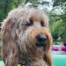 Rufus the Dood 的头像