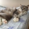 エグゾディア profil fotoğrafı