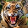 Фото профиля DENNIS LSU SPORTS 🐅