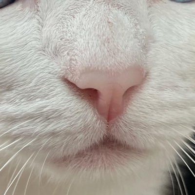 mijyoka_neko's profile picture