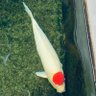 毎朝嫌い‼️(日の丸鯉)'s profile picture