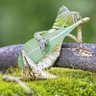 Soy un lagarto basado's profile picture