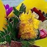 نجم الشمال profil fotoğrafı