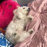 Gracedollazz's profile picture