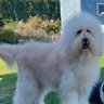 Wookiee lover's profile picture