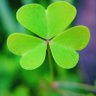JustanIrishman🇮🇪🇦🇺 的头像