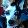 Scottie Binyons profil fotoğrafı