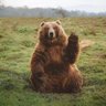 bear 的头像
