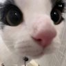 CookieDough's profile picture