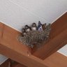 RiverJays profil fotoğrafı