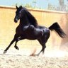 راشد القحطاني ..'s profile picture