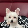 OW2 profil fotoğrafı