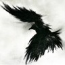 Cuervo 🐦‍⬛'s profile picture
