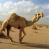 مالك ابل 的头像