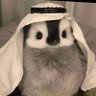 Kfir Shimonov profil fotoğrafı