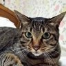 狛猫's profile picture