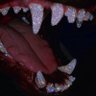 Canis Furiosus Rex's profile picture