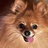 simbathesnotnosedog 的头像