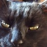Profilbild von Mo Cole