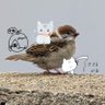 Profilbild von ささかま