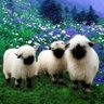 Scuasheep 的头像