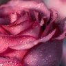 رؤى -كود خصم آيهرب ‏DUT1286 的头像